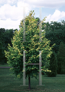 Picture of Tilia x vulgaris 'Wratislaviensis'