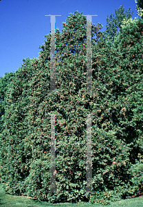 Picture of Thuja occidentalis 'Wareana'