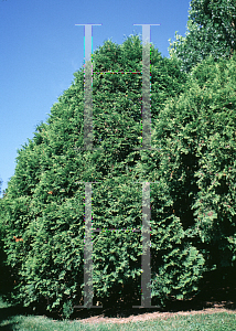 Picture of Thuja occidentalis 'Boothii'