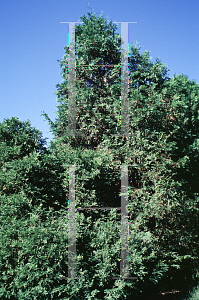 Picture of Thuja occidentalis 'Lonica'