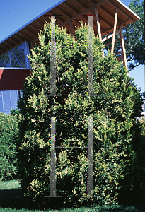 Picture of Thuja occidentalis 'Golden Globe'