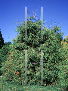 Picture of Thuja occidentalis 'Filiformis Nana'