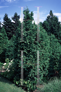 Picture of Thuja occidentalis 'Wareana'