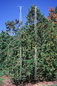 Picture of Thuja occidentalis 'Bodmeri'