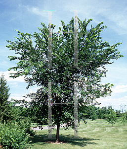 Picture of Ulmus americana 'Liberty'