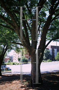 Picture of Ulmus parvifolia 'Emer I (Athena)'