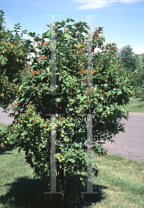 Picture of Viburnum sargentii 'Onondaga'