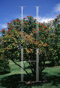 Picture of Viburnum sargentii 'Flavum'