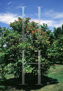 Picture of Viburnum opulus 'Notcutt'