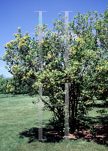 Picture of Viburnum opulus 'Xanthocarpum'