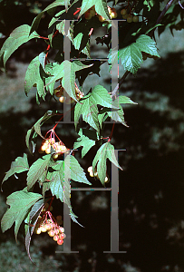 Picture of Viburnum trilobum 