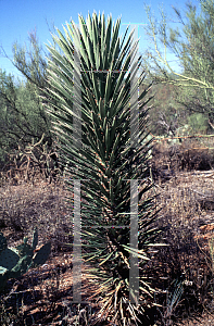 Picture of Yucca valida 