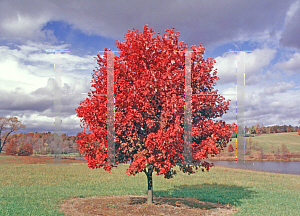 Picture of Acer rubrum 'October Glory'