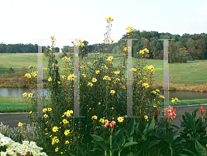 Picture of Helianthus salicifolius 