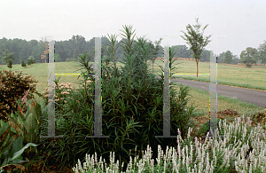 Picture of Helianthus salicifolius 