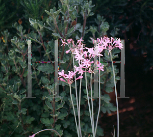 Picture of Tulbaghia violacea 'Variegata'