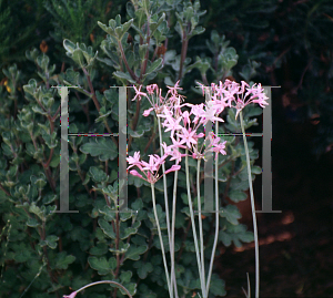 Picture of Tulbaghia violacea 'Variegata'