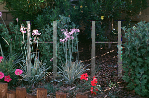 Picture of Tulbaghia violacea 'Variegata'