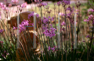 Picture of Tulbaghia violacea 