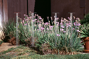 Picture of Tulbaghia violacea 