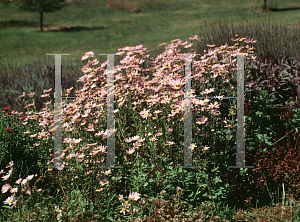 Picture of Dendranthema zawadskii 'Clara Curtis'