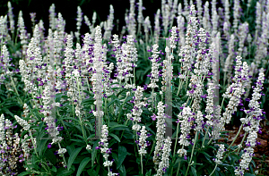 Picture of Salvia farinacea 'Strata'