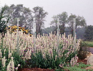 Picture of Salvia farinacea 'Strata'