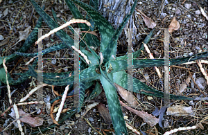 Picture of Aloe saponaria 