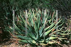Picture of Aloe claviflora 