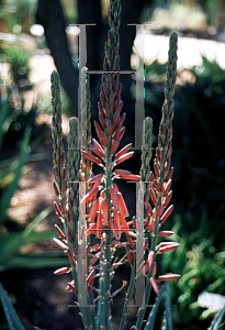 Picture of Aloe claviflora 