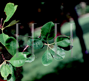 Picture of Amelanchier canadensis 