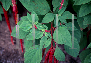 Picture of Amaranthus caudatus 