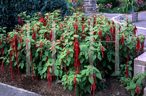 Picture of Amaranthus caudatus 