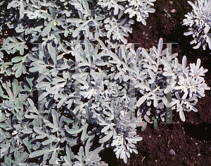 Picture of Artemisia stelleriana 'Silver Brocade'