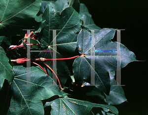 Picture of Acer truncatum 'Dissectum'