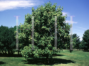 Picture of Acer pseudoplatanus '~Species'