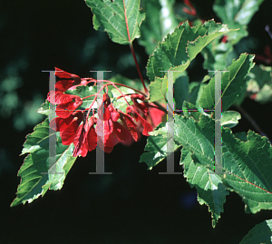 Picture of Acer subintegrum 