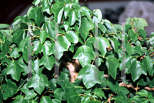 Picture of Acer buergerianum 