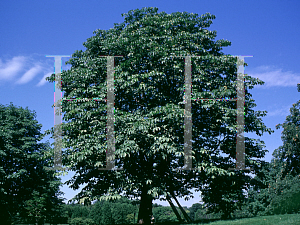 Picture of Aesculus hippocastanum 'Memmingeri'