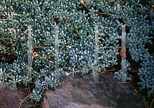 Picture of Antennaria parvifolia 