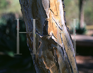 Picture of Aloe dichotoma 