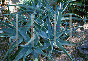 Picture of Aloe affinis 