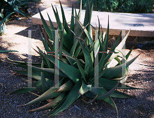 Picture of Aloe kambensis 
