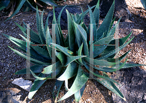 Picture of Aloe striata x saponaria 