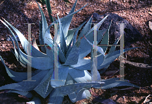 Picture of Aloe hereroensis 