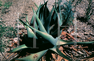 Picture of Aloe reitzii 