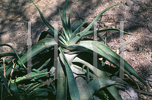 Picture of Aloe buhri 
