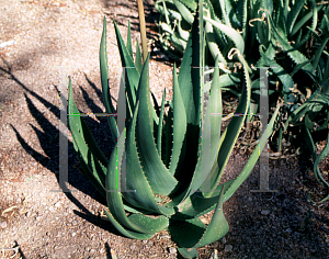 Picture of Aloe somaliensis var. marmorata 