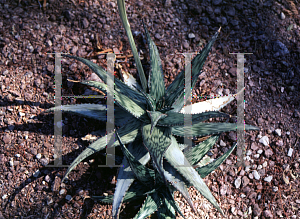 Picture of Aloe somaliensis var. somaliensis 