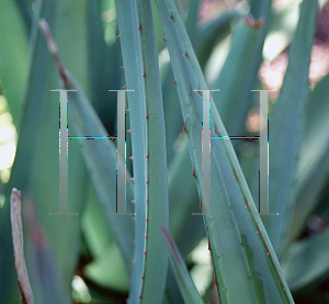 Picture of Aloe scabinofolia 